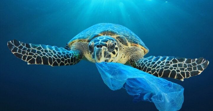 Plastic pollution in the world's oceans 'costs up to $2.5bn a year ...