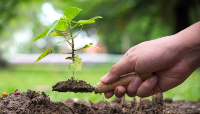 Climate change: Government offers £10m to plant 130,000 trees - Energy