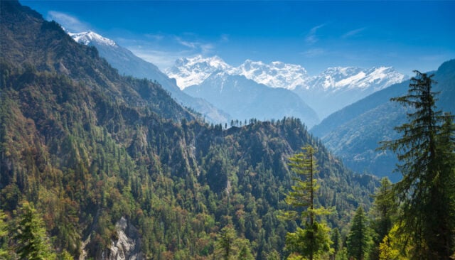 Nepal granted $24m for sustainable forest management - Energy Live News